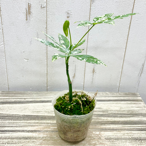 希少 実生 国内発芽育成株 テーブルサイズ パキラ ミルキーウェイ 2枚目の画像