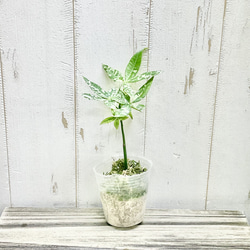 光触媒 人工観葉植物 ウォールグリーン フェイクグリーン ユーカリ高さ