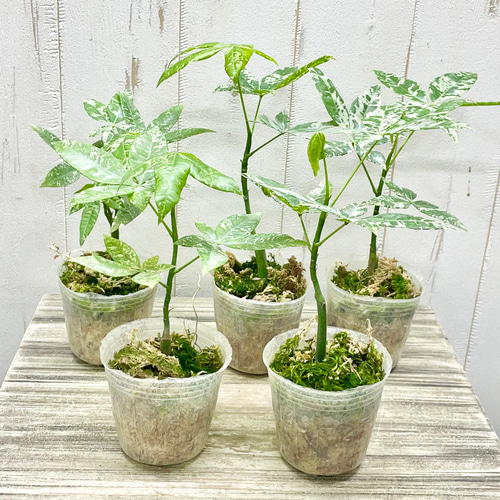 希少 実生 国内発芽育成株 パキラ ミルキーウェイ 5号 | PLANTS