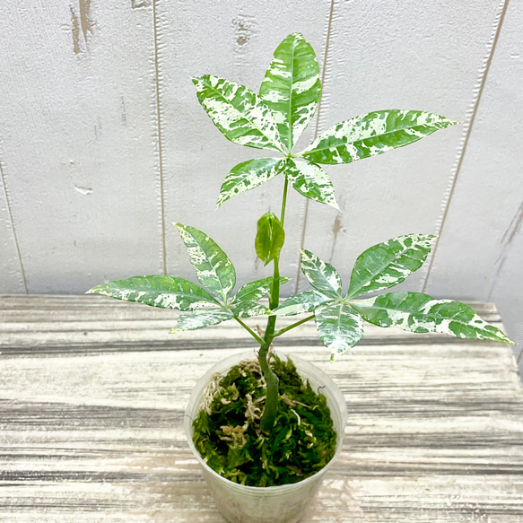 希少 実生 国内発芽育成株 テーブルサイズ パキラ ミルキーウェイ 3枚目の画像