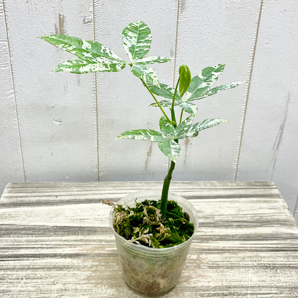 希少 実生 国内発芽育成株 テーブルサイズ パキラ ミルキーウェイ 4枚目の画像