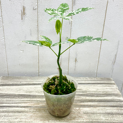 希少 実生 国内発芽育成株 テーブルサイズ パキラ ミルキーウェイ 1枚目の画像