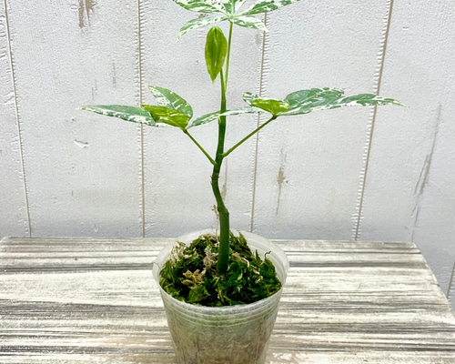 希少 実生 国内発芽育成株 パキラ ミルキーウェイ 5号 | PLANTS
