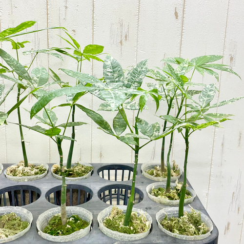 希少】パキラ ミルキーウェイ 実生 新芽 観葉植物 587 - メルカリ