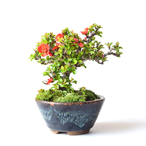 世界的に有名な クリスマス 2022 ハンギングツリー ※光触媒加工 55cm×34cm フラワー・リース
