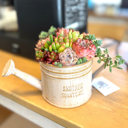 可愛い寄せ植え 多肉植物寄せ植え ブリキポット サンドピンク 取っ手