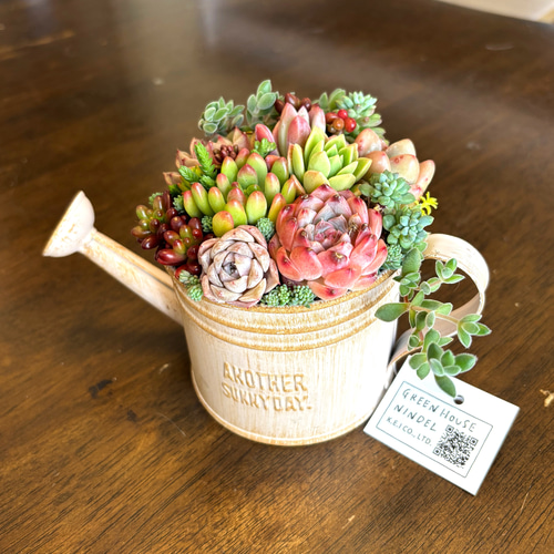 可愛い寄せ植え 多肉植物寄せ植え ブリキポット サンドピンク 取っ手