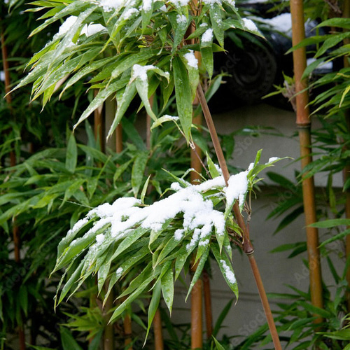 5,500『Bamboo in Snowy Winter〜雪笹』墨絵アート 水墨画