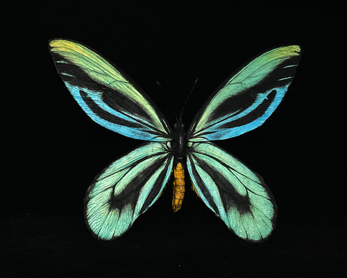 チトヌストリバネアゲハ♂標本ティミカ産大型美麗個体 139mm