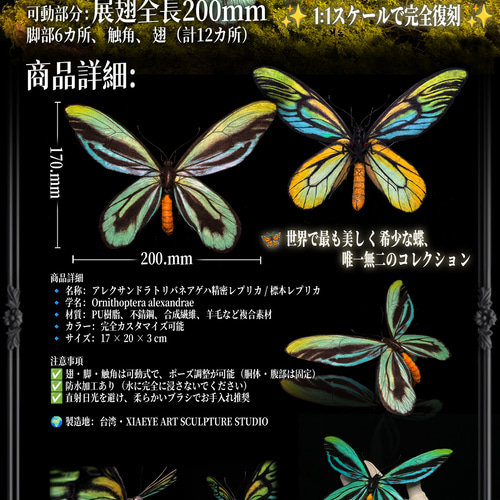 アレクサンドラトリバネアゲハ(巨大22cm) | 精密レプリカ | 蝶