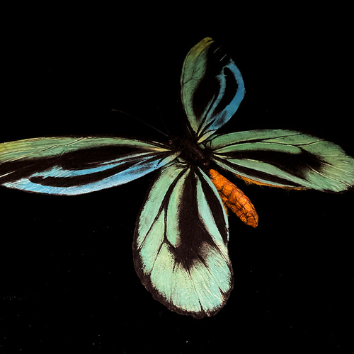 アレクサンドラトリバネアゲハ(巨大22cm) | 精密レプリカ | 蝶標本