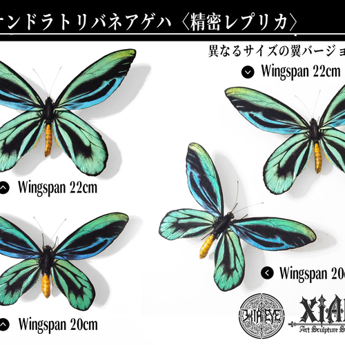 アレクサンドラ トリバネアゲハ LR アレクサンドラトリバネアゲハ20CM | 精密レプリカ | 蝶標本