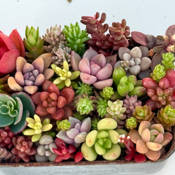 最低価格の ピュアラブ＊エケベリア＊多肉植物＊抜き苗 多肉植物 ＊N＊ 通販 その他多肉植物