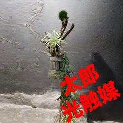 光触媒　人工観葉植物　ウォールグリーン　フェイクグリーン　パキラとカラジューム3 光触媒人工観葉植物ウォールグリーンフェイクグリーンパキラと