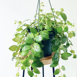 Premium Plants】エバーフレッシュ ネムノキ 観葉植物 大型 c その他