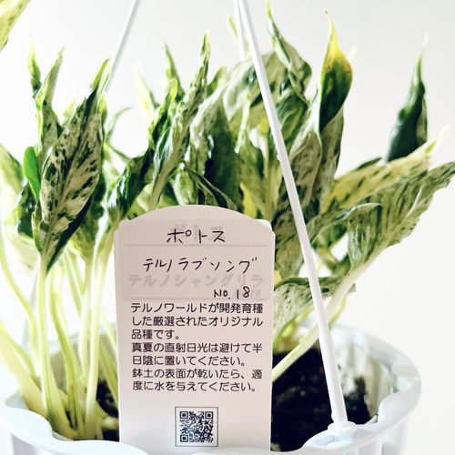 希少】ポトス テルノラブソング 登録品種 観葉植物 calm cafe
