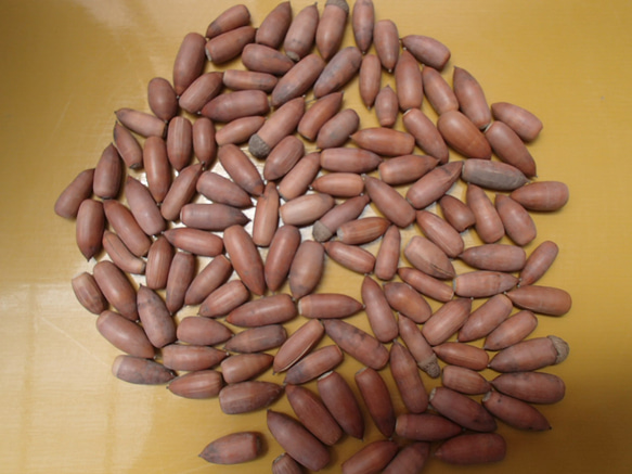 マテバコーヒードリップパックタイプのご紹介！！マテバシイどんぐり100%です！！ 6枚目の画像