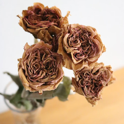 クォーターロゼット咲のピンクのバラ5本 ドライフラワー Deuxieme