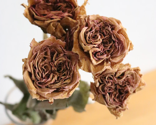 クォーターロゼット咲のピンクのバラ5本 ドライフラワー