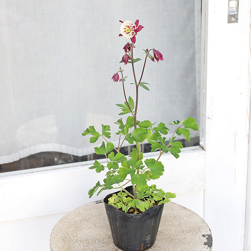 花苗 八重咲き 西洋オダマキ ウィンキーダブル レッドホワイト