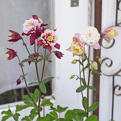 花苗 八重咲き 西洋オダマキ ウィンキーダブル レッドホワイト ローズ