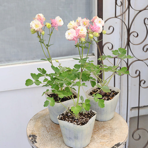 Flowerさま国産素焼き5号鉢たまごを抱いたうさぎさん両面仕様クラシックローズ 世界に一つだけうさぎさんの花束ポット - ❤︎Blanche Neige