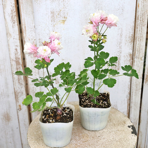 Flowerさま国産素焼き5号鉢たまごを抱いたうさぎさん両面仕様クラシックローズ 世界に一つだけうさぎさんの花束ポット - ❤︎Blanche Neige