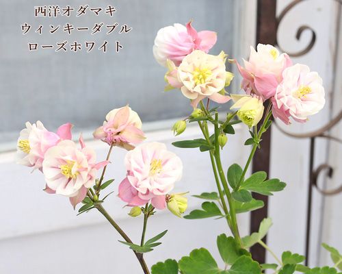 花苗 八重咲き 西洋オダマキ ウィンキーダブル ローズホワイト 3.5号