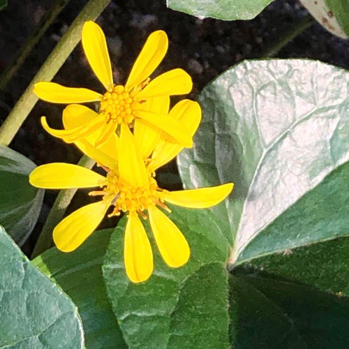 限定】ツワブキ 苗 3株 ＊ 石蕗 つわぶき 山野草 多年草 多肉植物