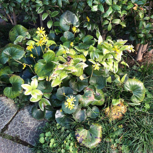 蕗さま　専用品　３点 u505591.jpg