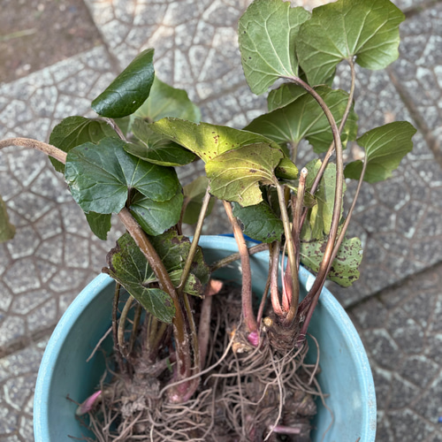 限定】ツワブキ 苗 3株 ＊ 石蕗 つわぶき 山野草 多年草 多肉植物