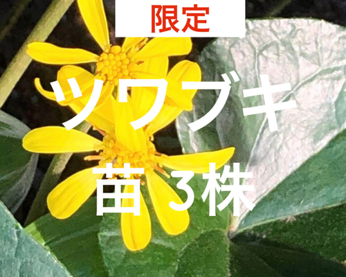 限定】ツワブキ 苗 3株 ＊ 石蕗 つわぶき 山野草 多年草 多肉植物