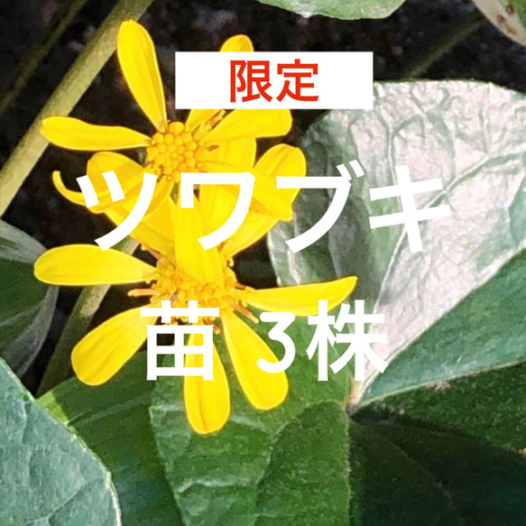 限定】ツワブキ 苗 3株 ＊ 石蕗 つわぶき 山野草 多年草 多肉植物