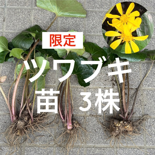 限定】ツワブキ 苗 3株 ＊ 石蕗 つわぶき 山野草 多年草 多肉植物