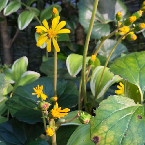 限定】ツワブキ 苗 3株 ＊ 石蕗 つわぶき 山野草 多年草 多肉植物