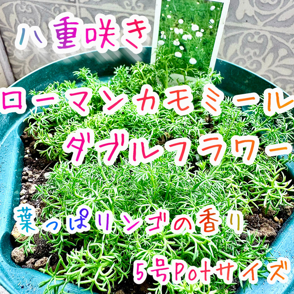八重咲きローマン 苗 ダブルフラワーカモミール 4号サイズ カモミール