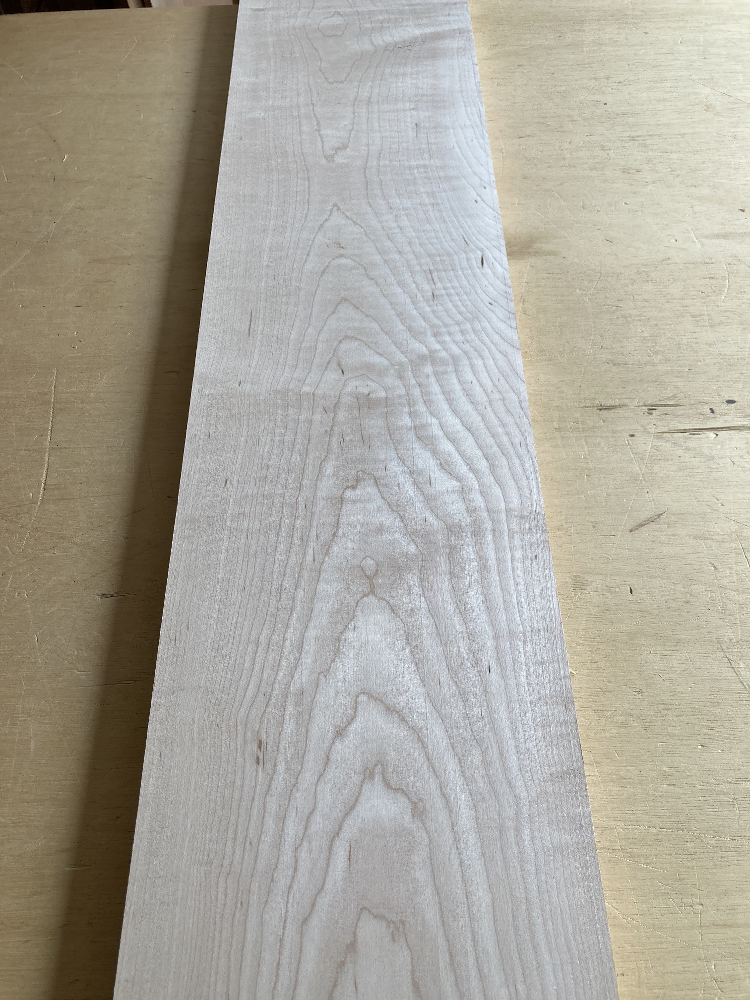 イタヤカエデ　05040502