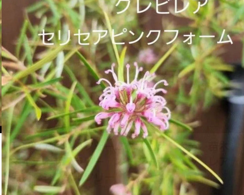 グレビレア セリセアピンクフォーム ポット苗 ネイティブフラワー