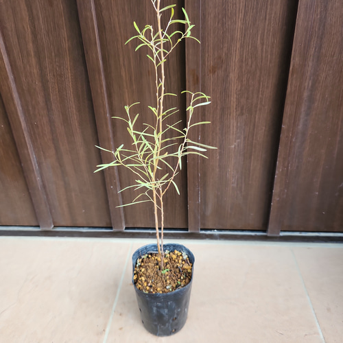 セリセアピンクフォーム　鉢植え　苗木　シンボルツリー セリセアピンクフォーム 鉢植え 苗木 シンボルツリー