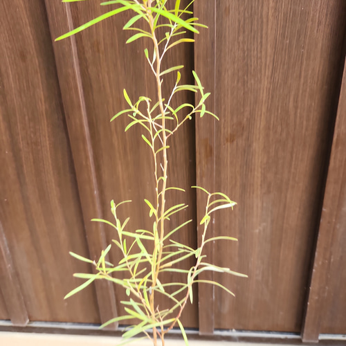 セリセアピンクフォーム　鉢植え　苗木　シンボルツリー セリセアピンクフォーム 鉢植え 苗木 シンボルツリー