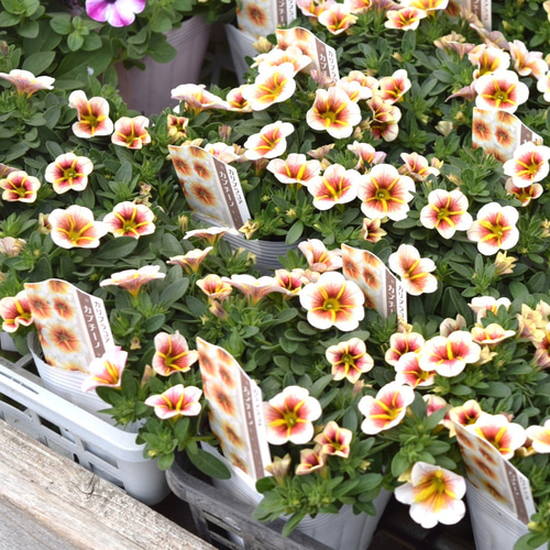 ショウイチオシ！】カリブラコア「カプチーノ」 花苗 花 苗