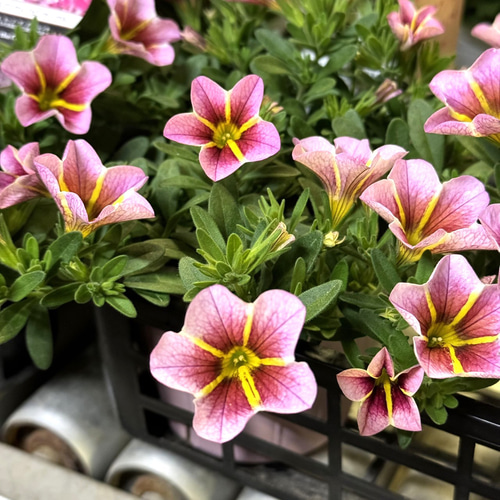 ショウイチオシ！】カリブラコア「カプチーノ」 花苗 花 苗