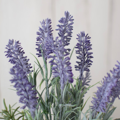 送料無料！】紫陽花いっぱい♪ハーブとラベンダーの寄せ植えガーデン