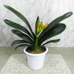 ☆ENGEI ichioki☆黒松・文人木・中品盆栽☆形良好・見応え充分な一品