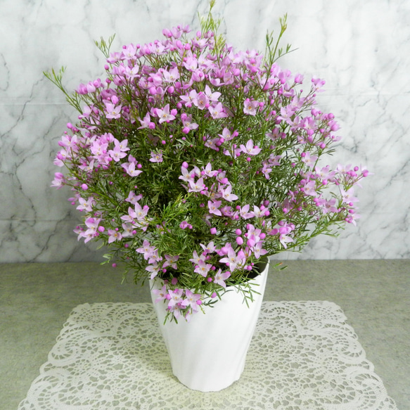 ☆ENGEI ichioki☆ボロニア「ホワイトラブ」鉢花01◇斑入り葉種