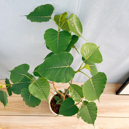フィカス ゴムの木 インドボダイジュ フィカスインドボダイジュ 2番