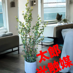 光触媒 人工観葉植物 ウォールグリーン フェイクグリーン ガジュマル