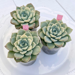 2025 New✨多肉植物 ソングフォーユー 韓国苗 2025 New✨多肉植物