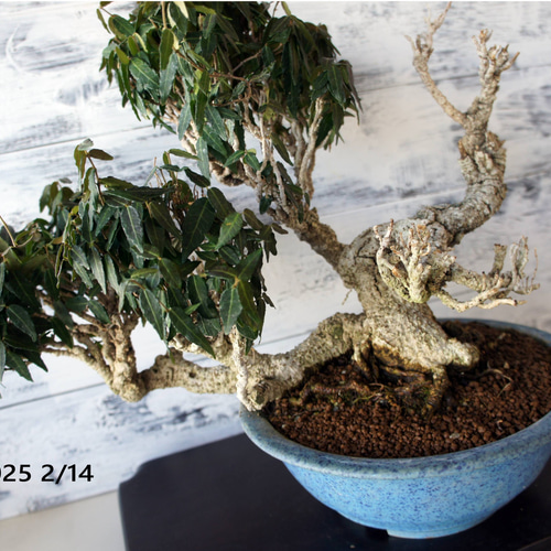 盆栽 『チリメンカズラ』 和風 インテリア 園芸 ガーデニング オブジェ