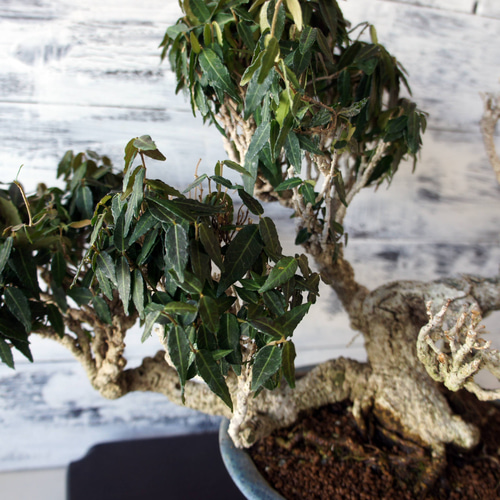 盆栽 『チリメンカズラ』 和風 インテリア 園芸 ガーデニング オブジェ